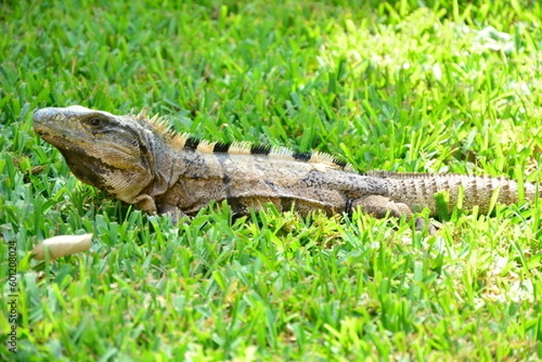 Obraz In Mexico, even lizards are bigger