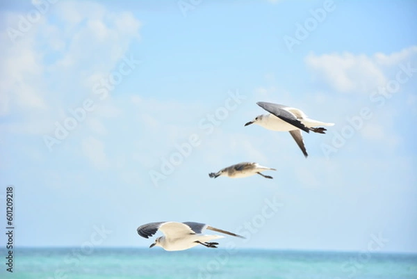 Obraz The main thing is to steam in the same direction. seagulls, mexico