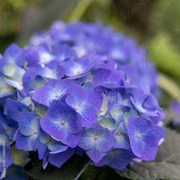 Fototapeta アジサイ