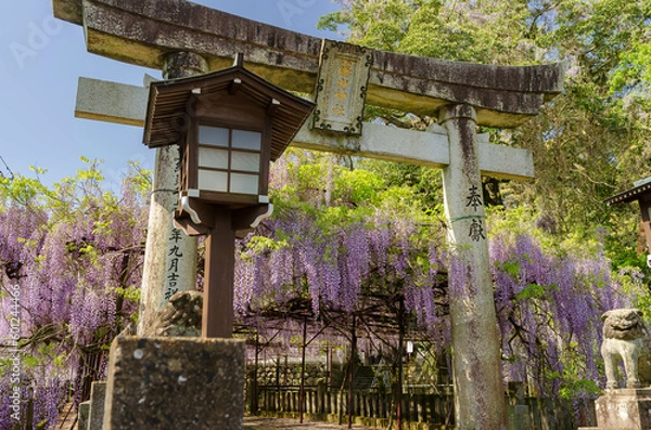 Fototapeta 藤山神社