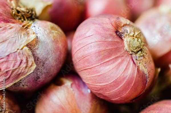 Fototapeta Shallots