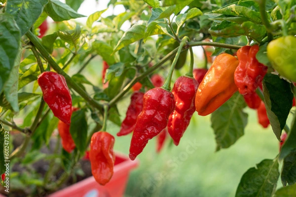 Obraz Naga Morich Extremely Hot Pepper
