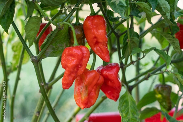 Obraz Naga Morich Extremely Hot Pepper
