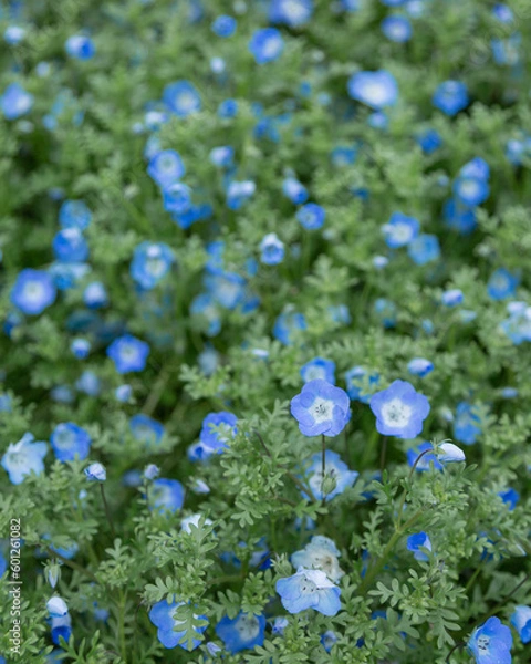 Obraz 山口県下関市　火の山公園に咲くネモフィラ