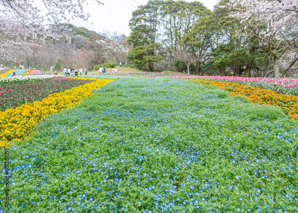 Obraz 春の火の山公園（ネモフィラ・チューリップ・桜）山口県下関市