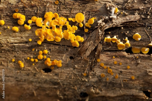 Obraz Bisporella citrina