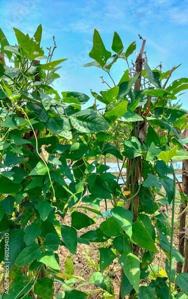 Fototapeta Closeup view of long bean plant in the field. A field planted with long beans in the Bangunsari area, Kendal, Indonesia.
