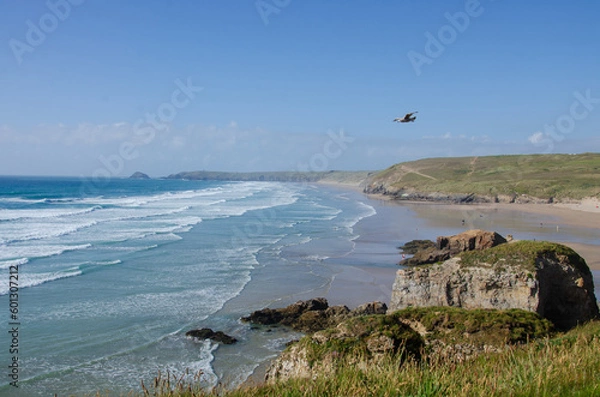 Obraz Seagull surfing on the beach