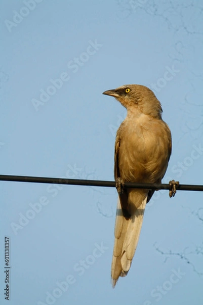 Obraz Striated Babbler