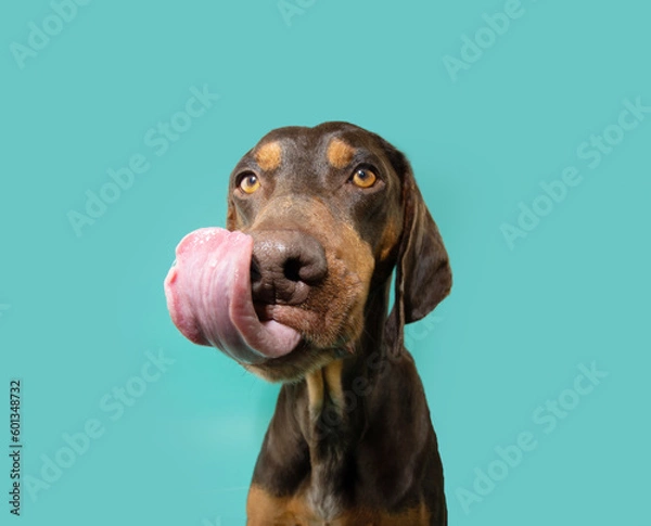 Obraz Hungry vizsla puppy dog licking its lips with tongue on summer or spring season. Isolated on blue background