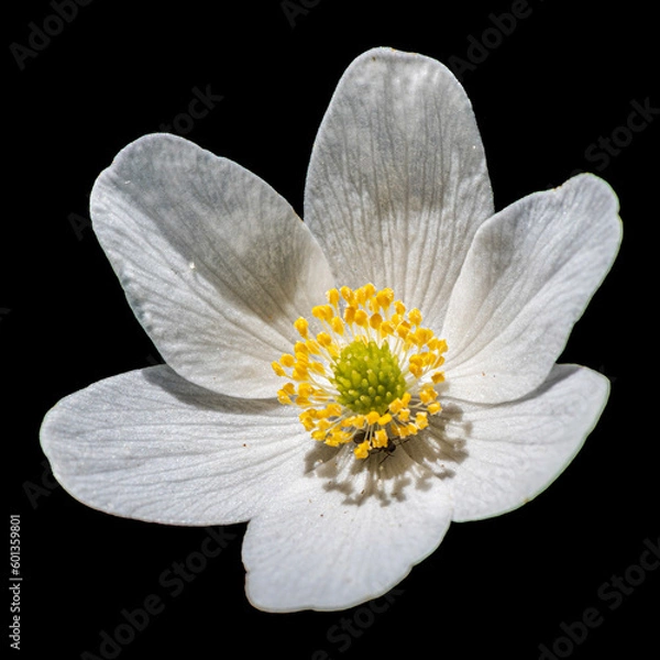 Obraz Wood Anemone