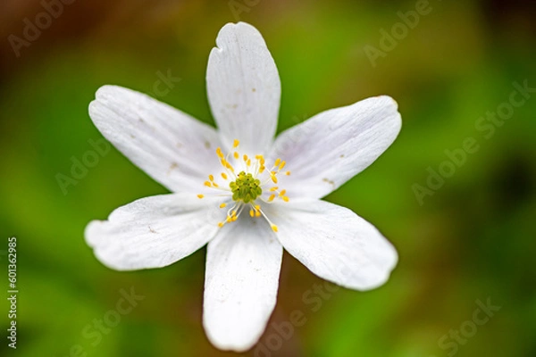 Obraz Wood Anemone, Vitsippa