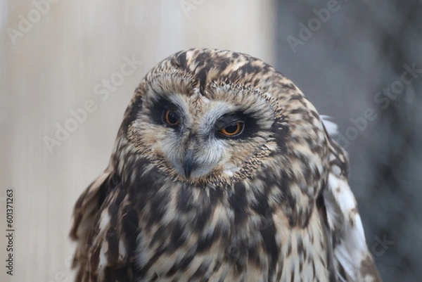 Fototapeta コミミズク