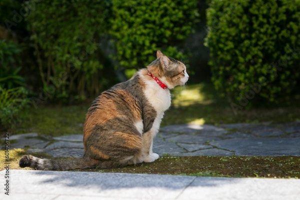 Obraz 猫の赤い首輪