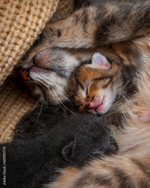 Obraz cat sleeping on the floor