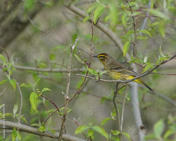 Fototapeta Yellow Palm Warbler in spring 