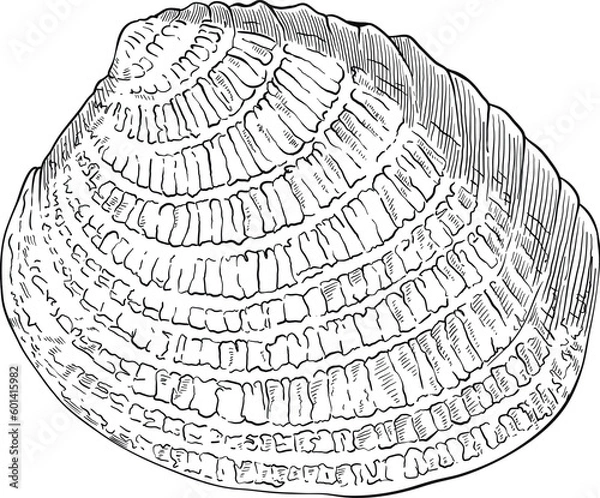 Fototapeta Hand drawn illustration of a seashell in black and white, summer tropical vector image for clothing, home decor, cards and templates, scrap booking, post cards, frames.