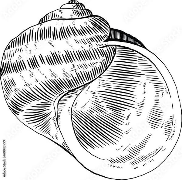 Fototapeta Hand drawn illustration of a seashell in black and white, summer tropical vector image for clothing, home decor, cards and templates, scrap booking, post cards, frames.