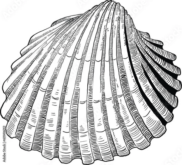 Fototapeta Hand drawn illustration of a seashell in black and white, summer tropical vector image for clothing, home decor, cards and templates, scrap booking, post cards, frames.