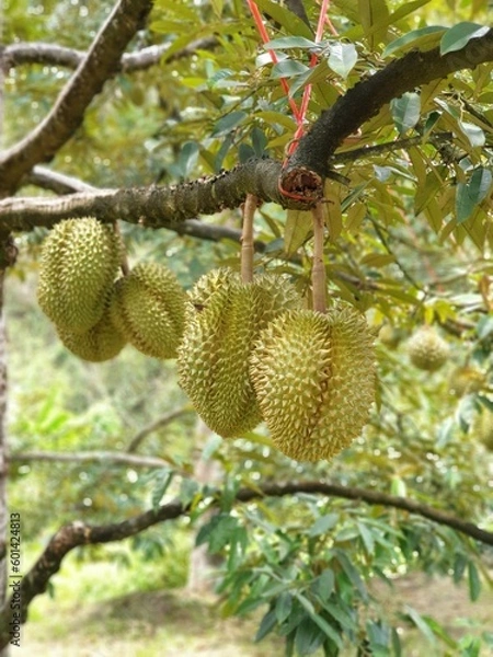 Fototapeta fruit on tree