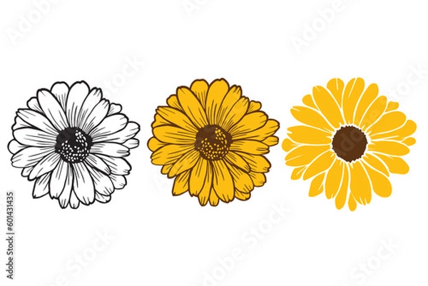 Fototapeta Sunflower vector illustration. Hand drawing  floral doodles. Modern botanical art for cards, invitations and product design.