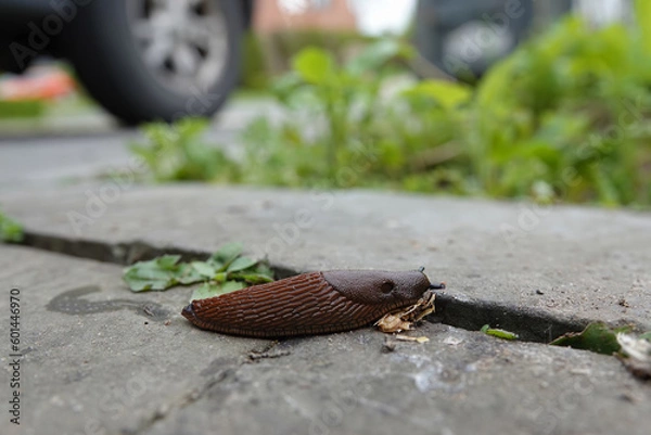 Fototapeta Closeup on a European red chocolate slug, Arion rufus, on the ground with a blurred background