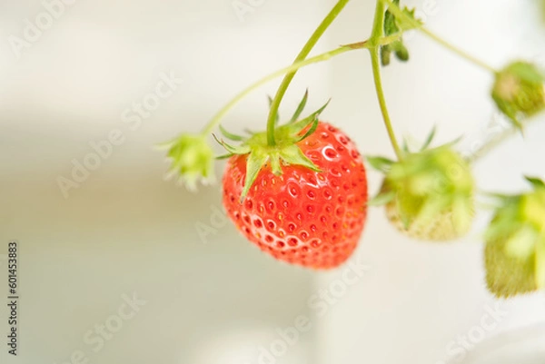 Fototapeta 旬のイチゴ