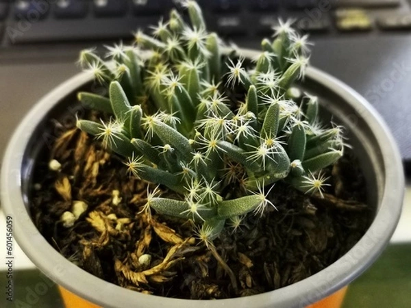 Fototapeta Maceta ornamental