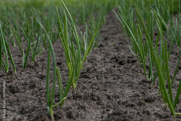 Fototapeta Green onions in the garden in spring. Grow onions. A bed with onions.
