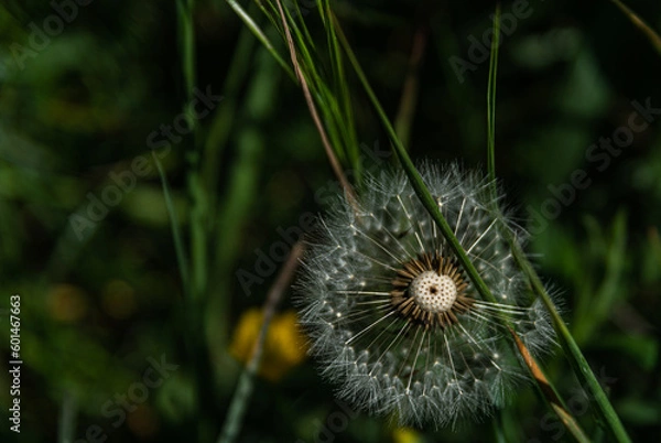 Fototapeta Pusteblume
