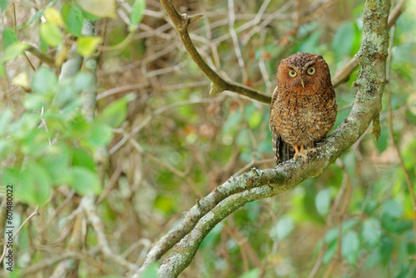 Obraz Bare-shanked Screech-Owl