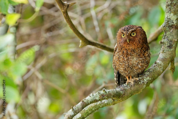 Obraz Bare-shanked Screech-Owl