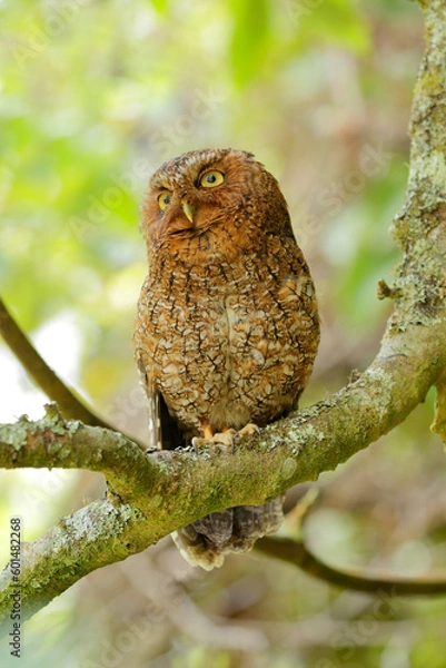 Obraz Bare-shanked Screech-Owl
