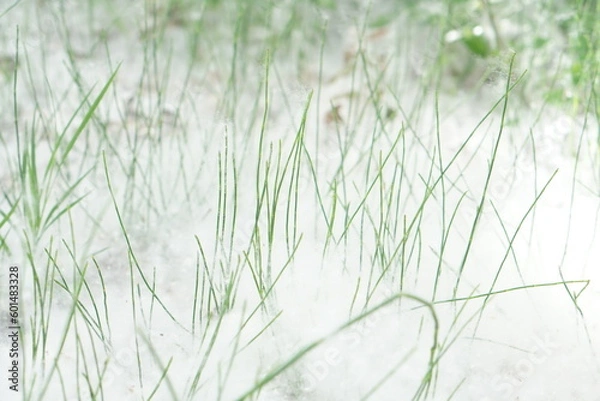 Obraz 地面に積もった白い綿毛