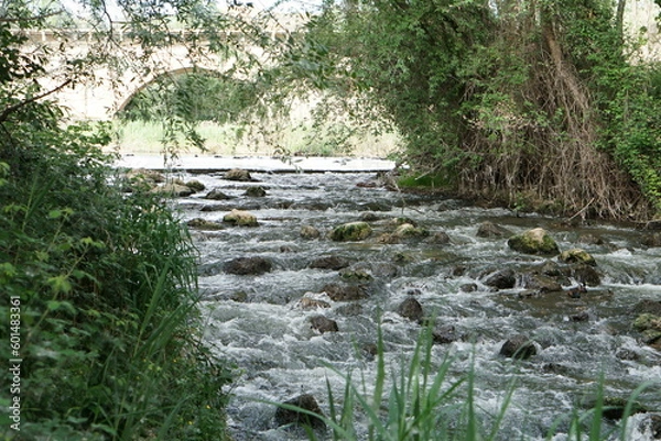 Obraz 森の中の浅い川