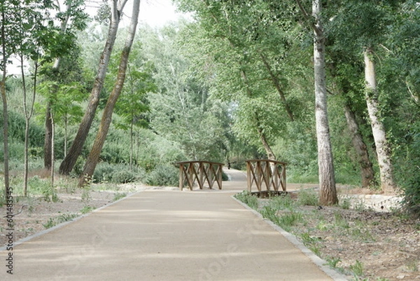 Obraz 森の整備された散歩道