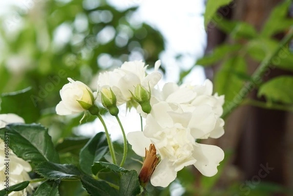 Obraz 上品な白い花