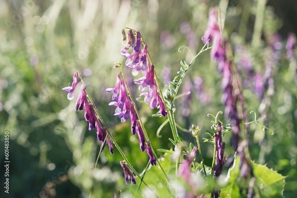 Obraz 草原の紫色の花