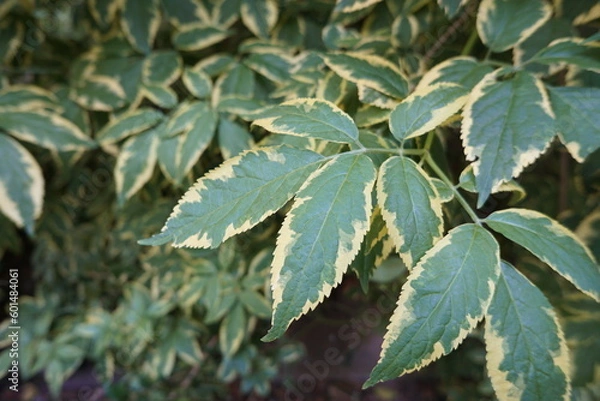 Obraz 暗い緑の大きな葉っぱ