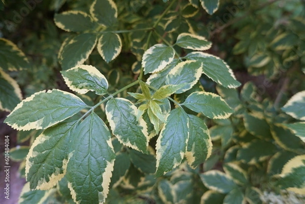 Obraz 暗い緑の大きな葉っぱ