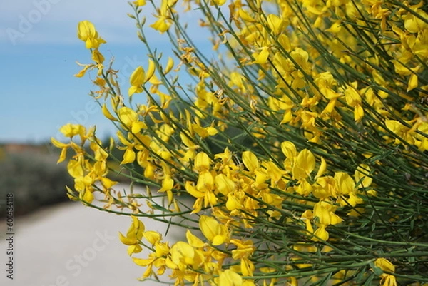 Obraz 青空の日のスパニッシュブルーム