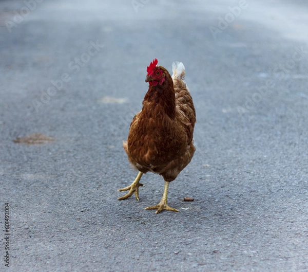 Obraz Hen walking over a road.