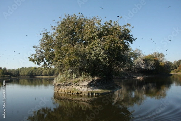 Fototapeta tree and the water