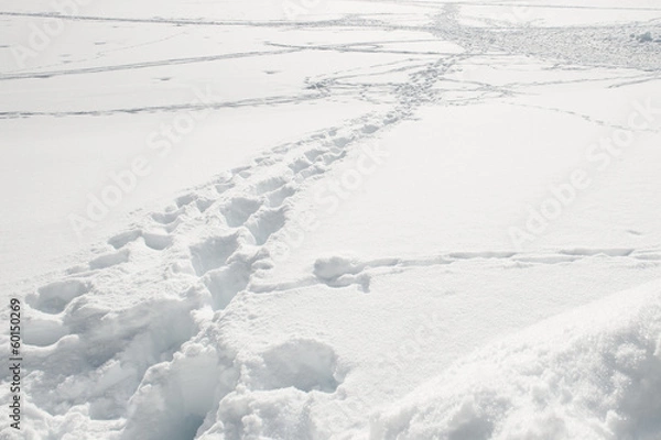 Obraz Orme nella neve