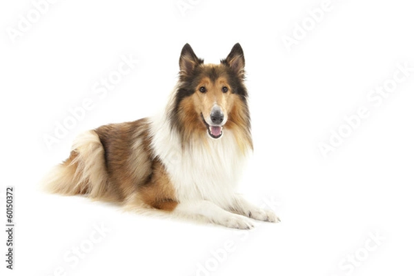 Fototapeta Rough Collie