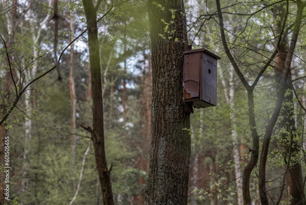 Fototapeta birdhouse on tree