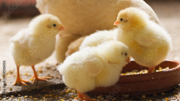 Obraz yellow chick farm. Close up.