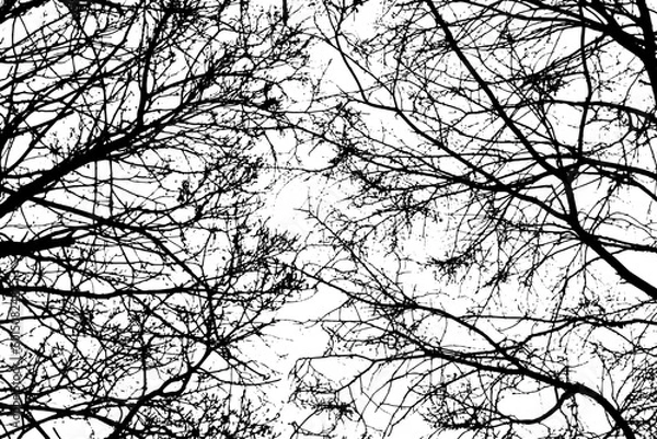 Fototapeta Tree branch silhouette on transparent background