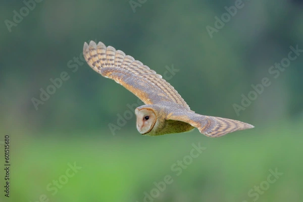 Obraz Barn-Owl