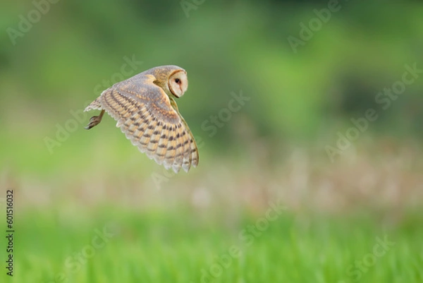 Obraz Barn-Owl